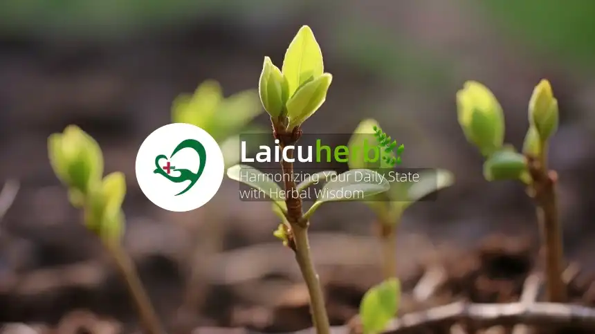 Laicuherb: Harmonizing Your Daily State with Herbal Wisdom